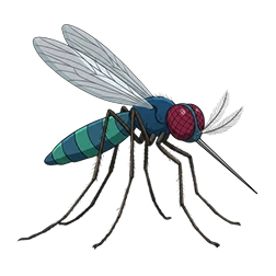 mosquito
