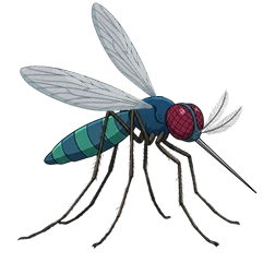 mosquito